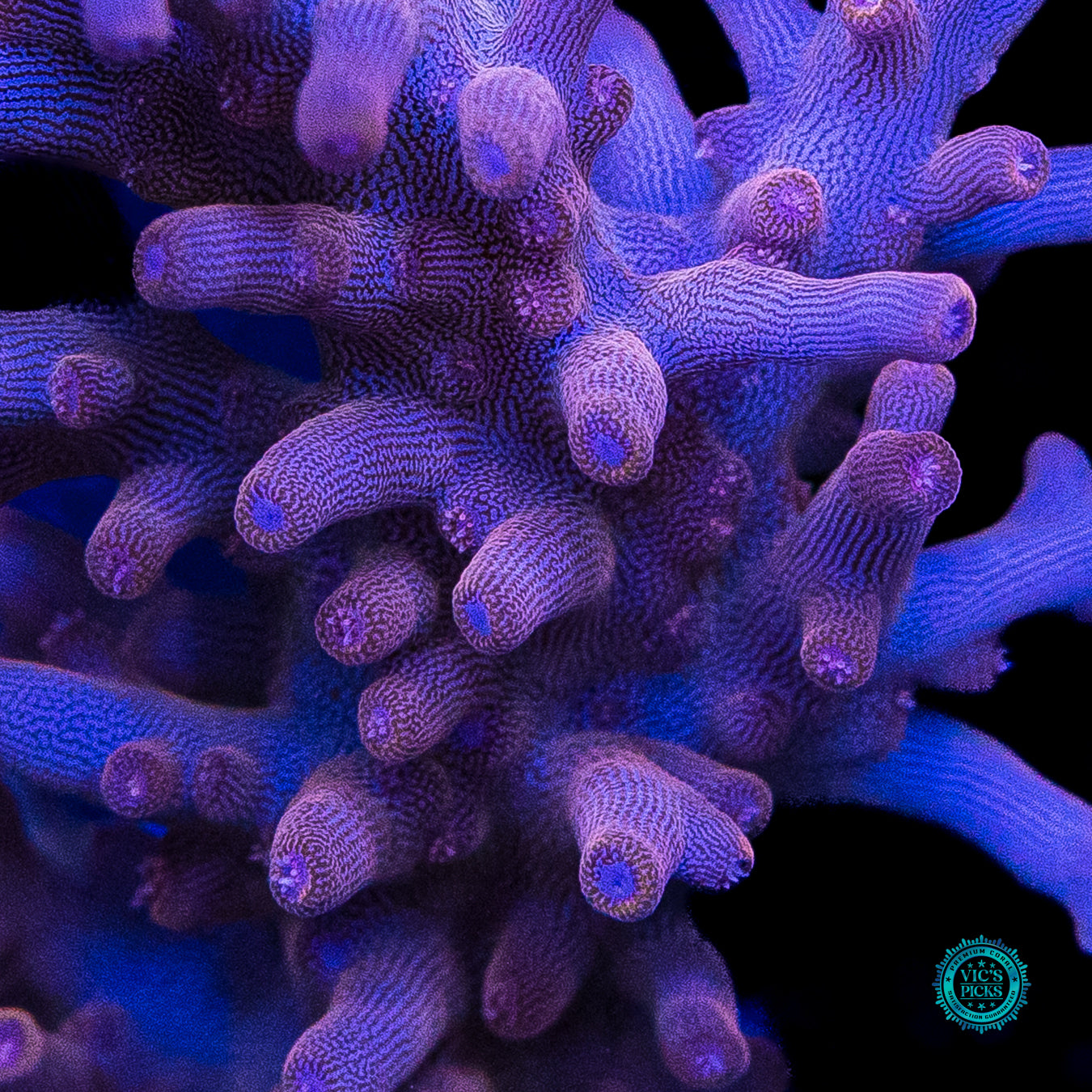 POTO Golden Dragon Acropora