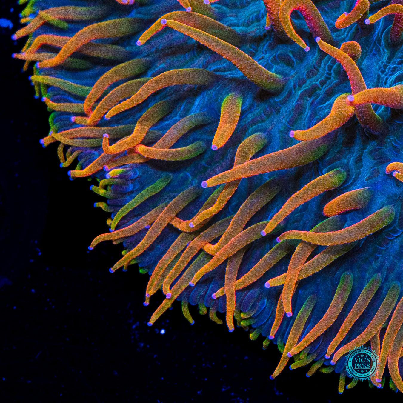 Alien Invasion Plate