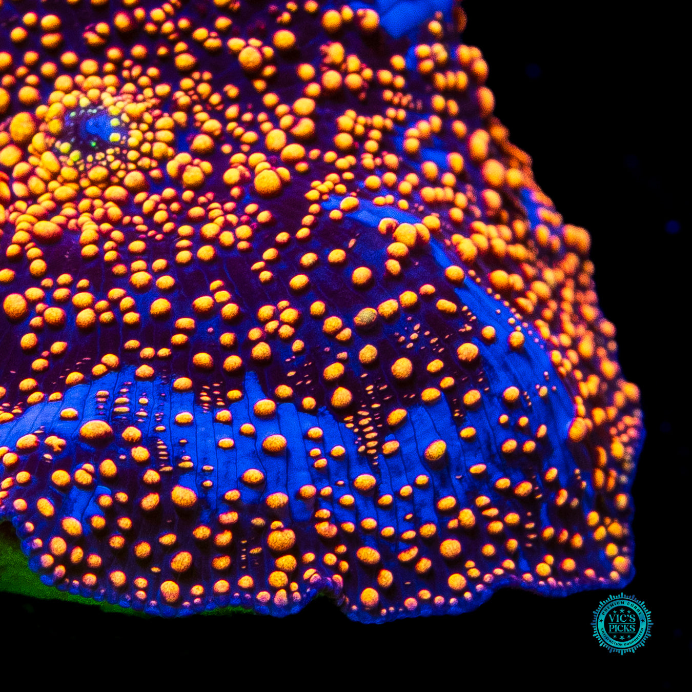 LG Orange Interstellar Disco Mushroom