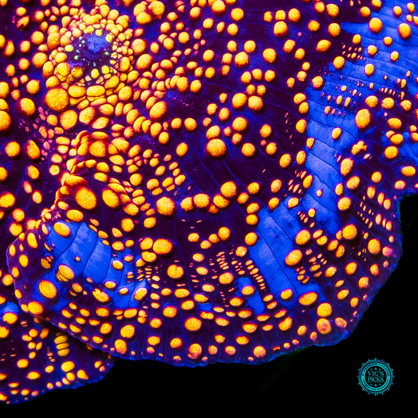 LG Orange Interstellar Disco Mushroom