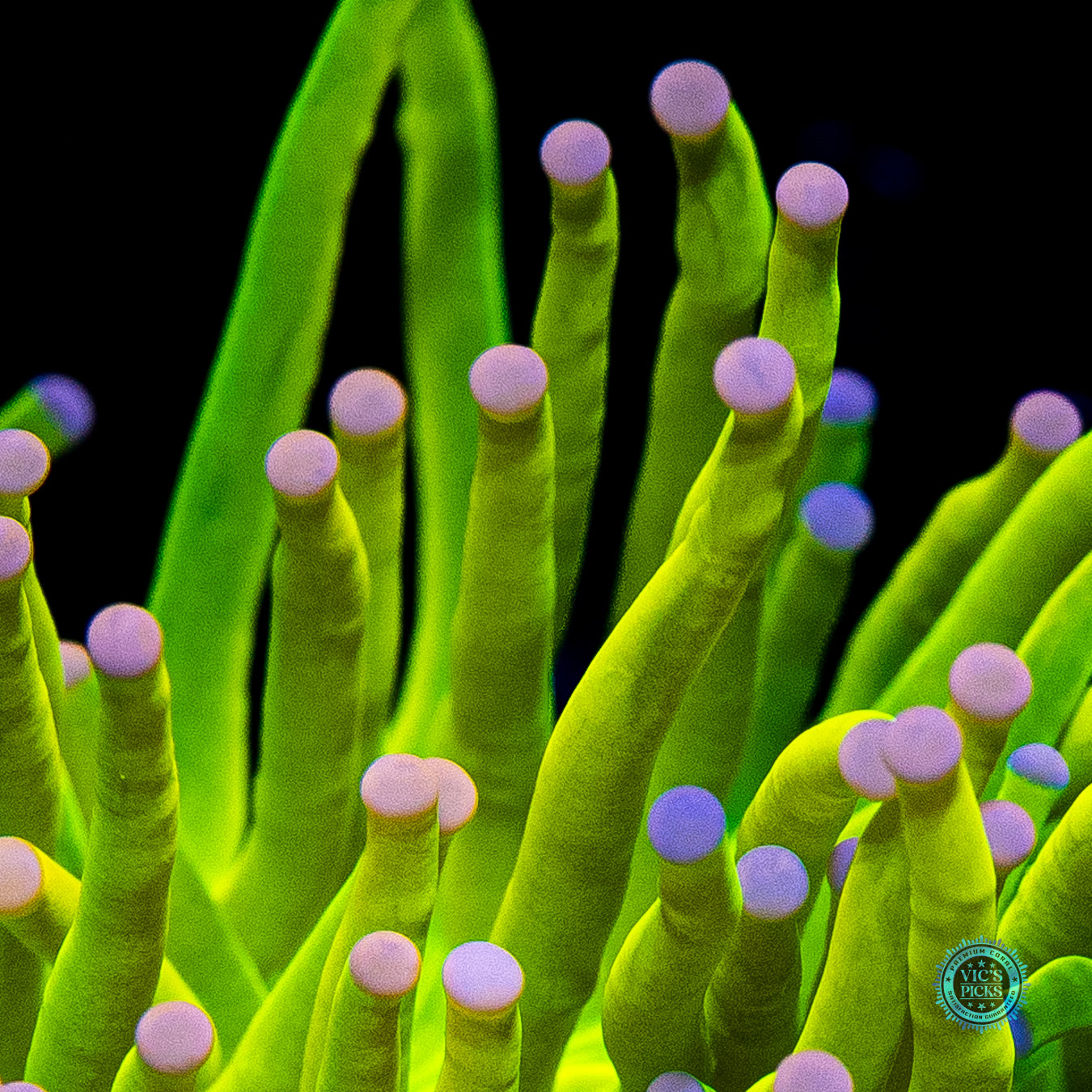 Ultra Cotton Candy Torch