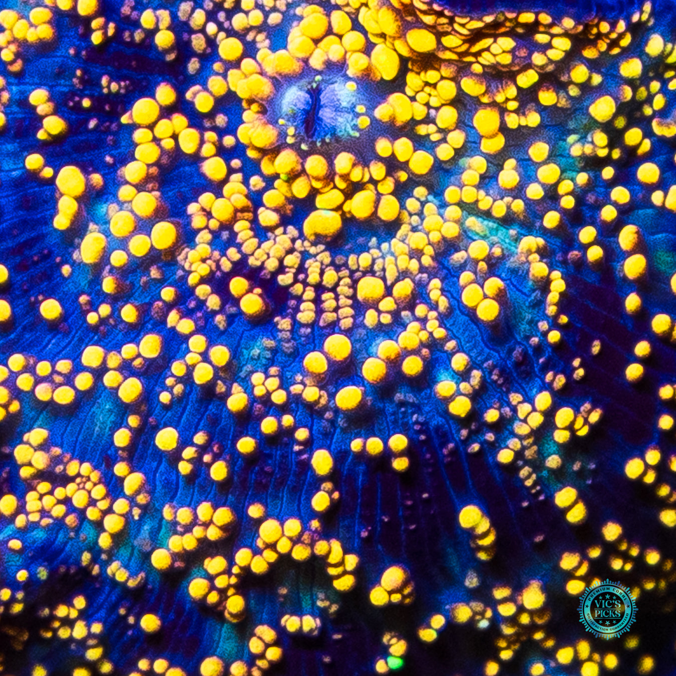 Golden Interstellar Disco Mushroom