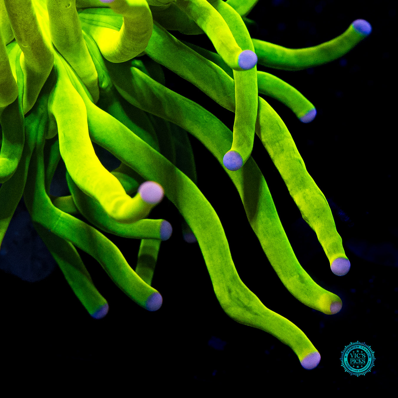 Ultra Cotton Candy Torch