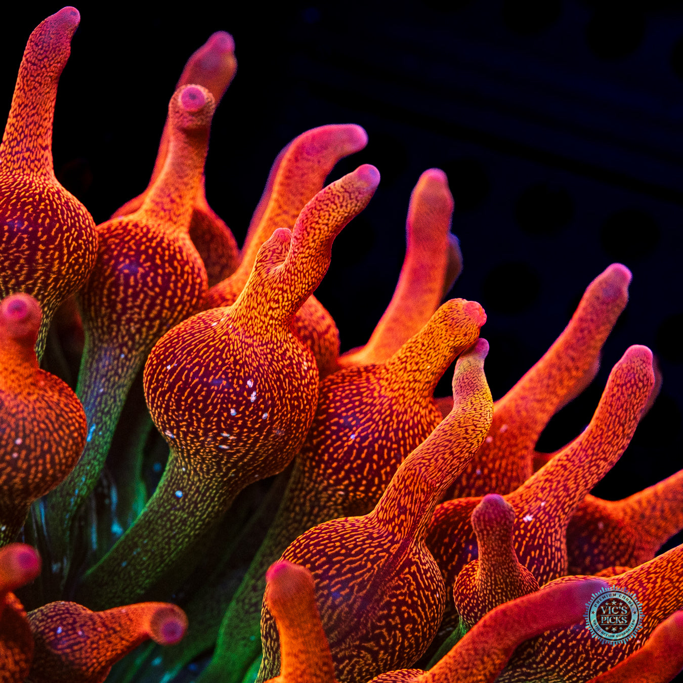 WWC Jupiter Juice Bubble Anemone