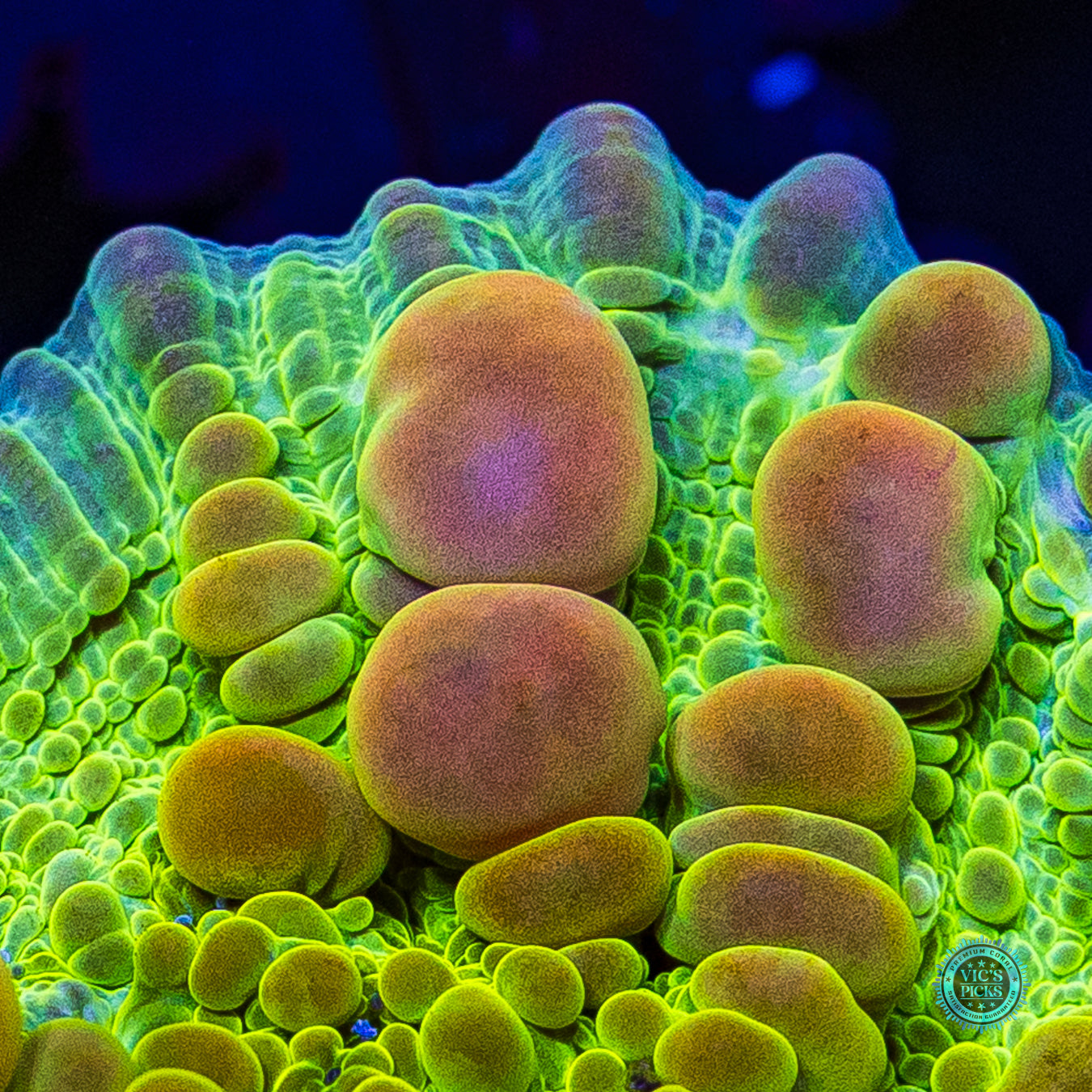WWC Neon Cosmic Candy Bounce Chalice