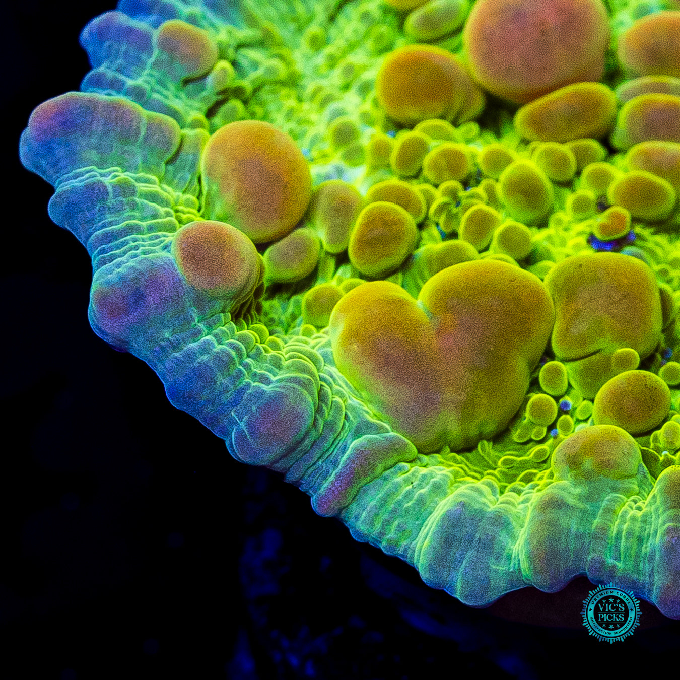 WWC Neon Cosmic Candy Bounce Chalice