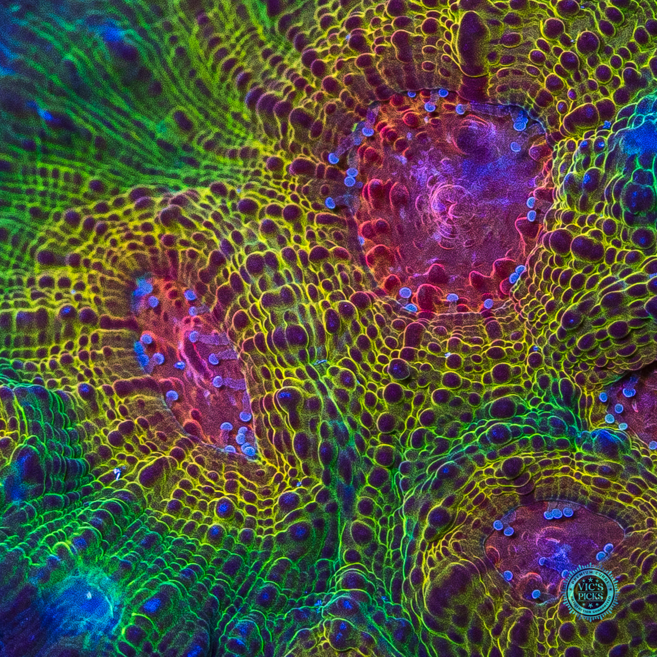 Banished Demon Chalice