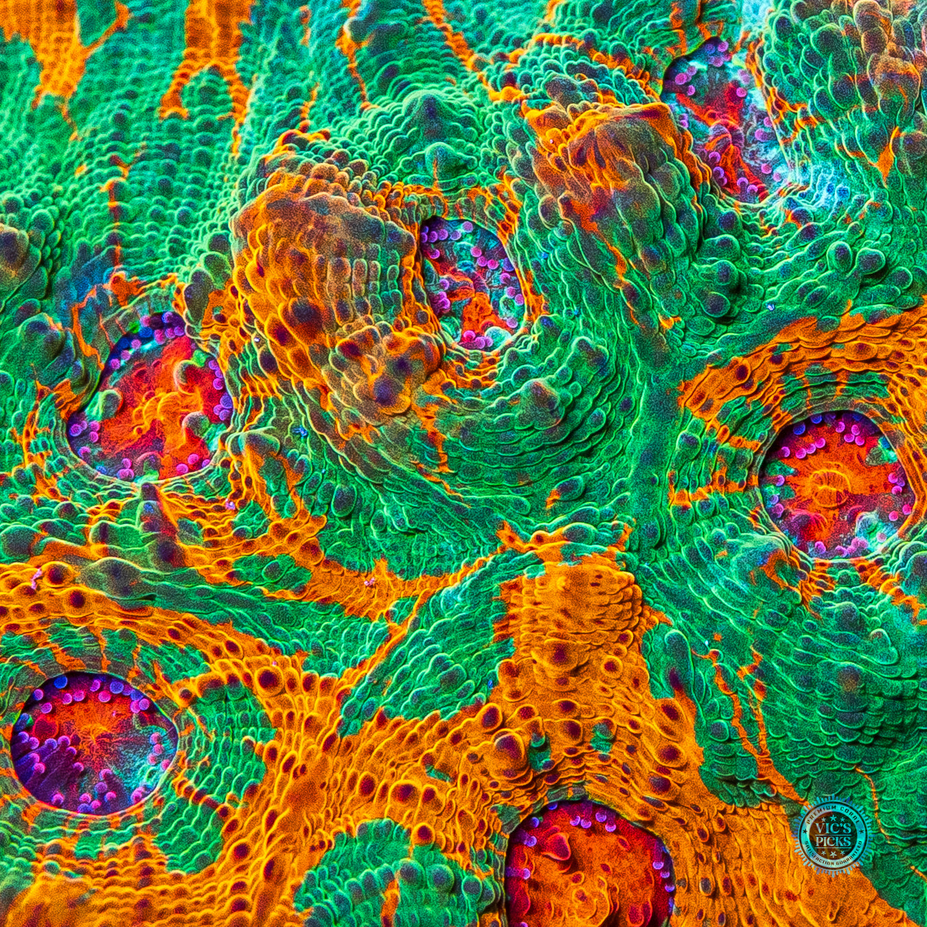 Tropical Twist Chalice