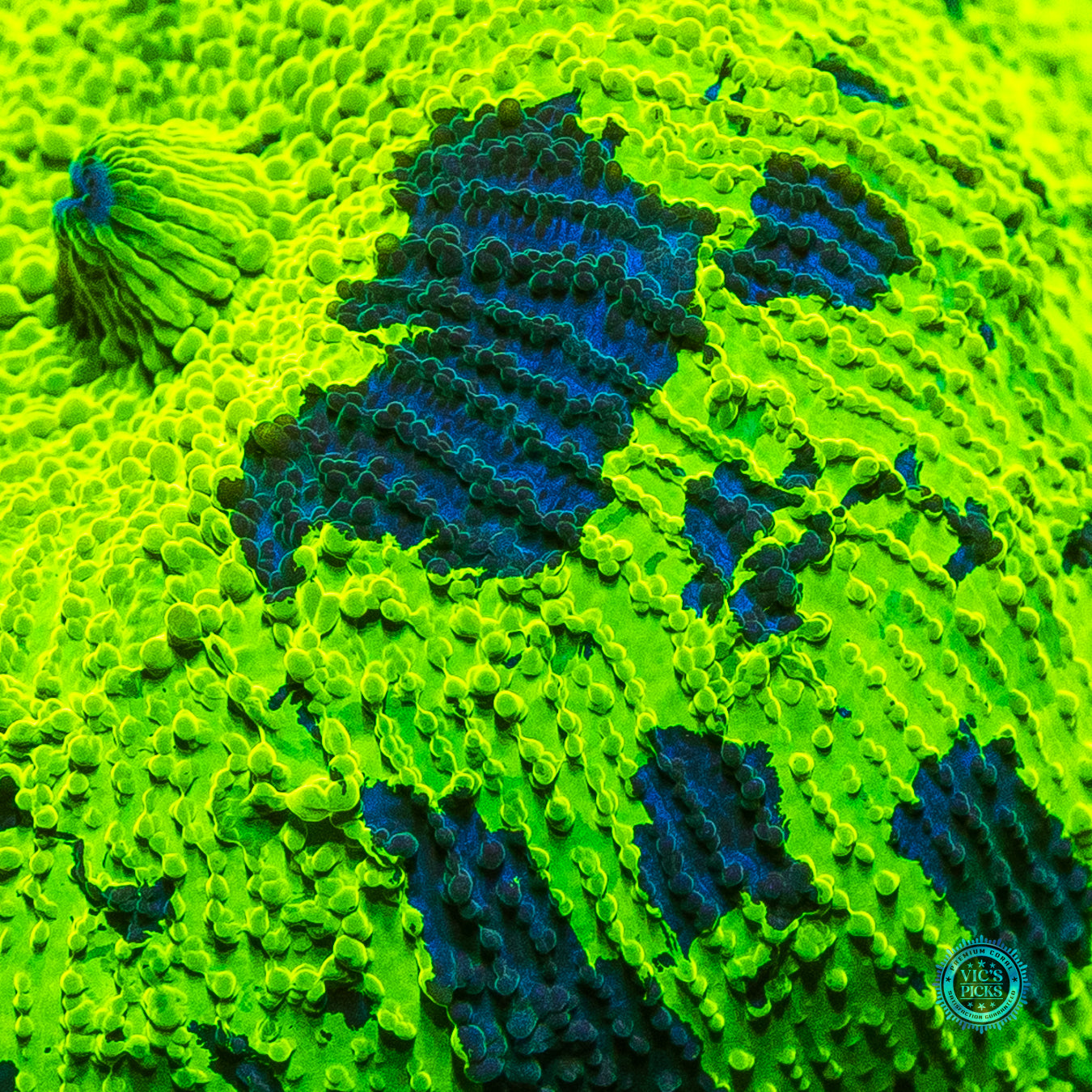 XXL Toxic Kryptonite Jawbreaker Mushroom