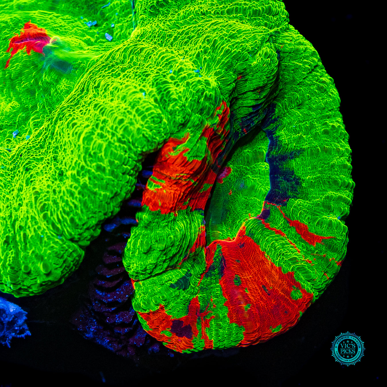 Double Bleeding Apple Scolymia