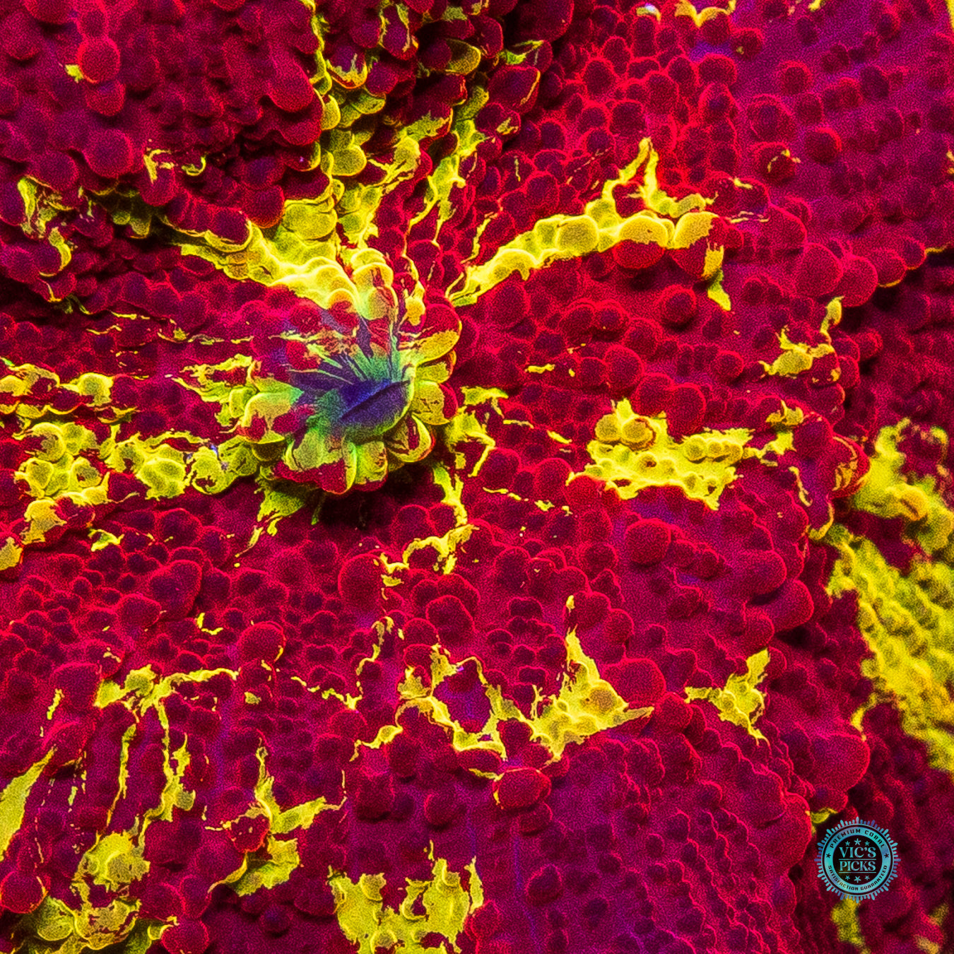 Ultra Jaw Breaker Mushroom