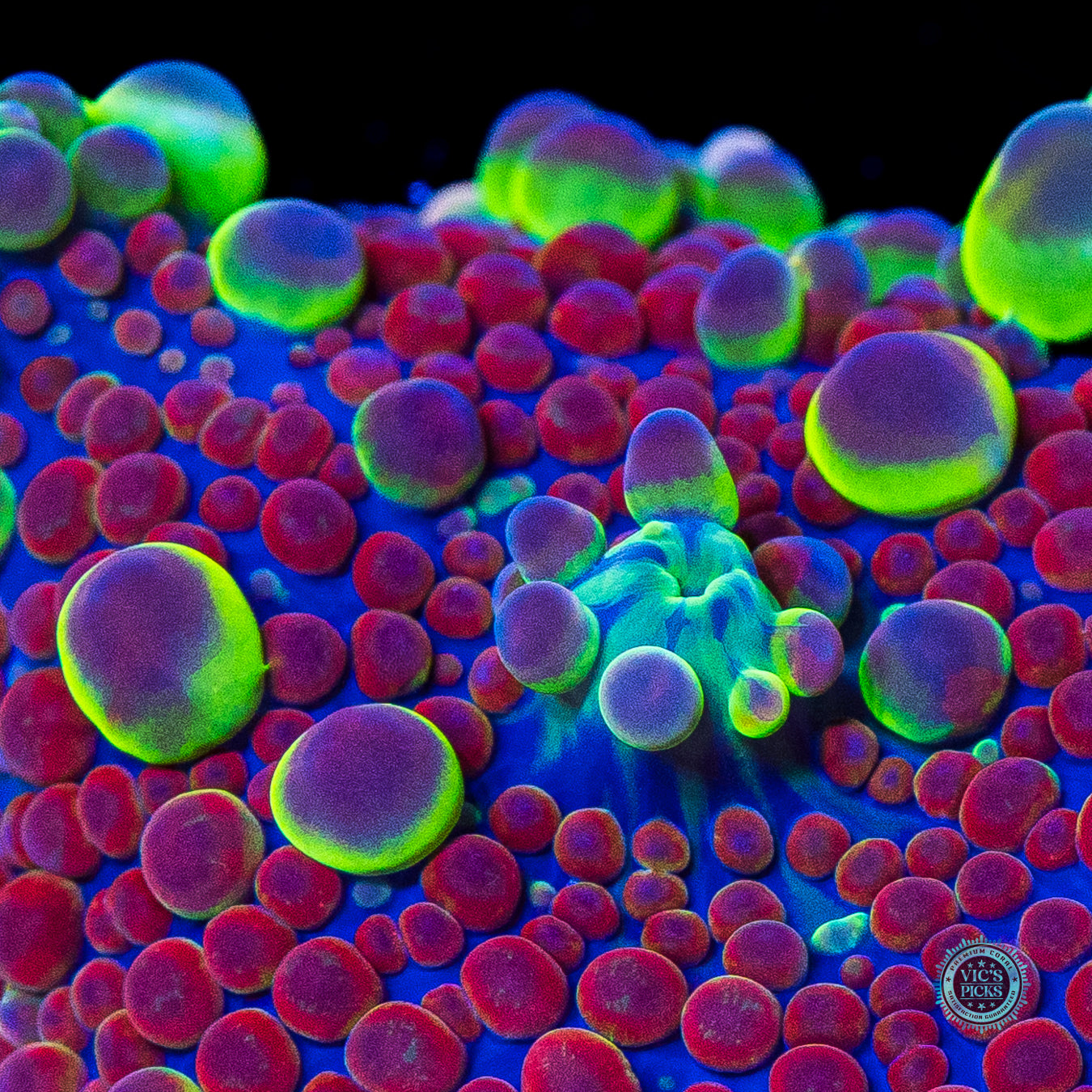 Very Berry Bubbly Yuma Mushroom