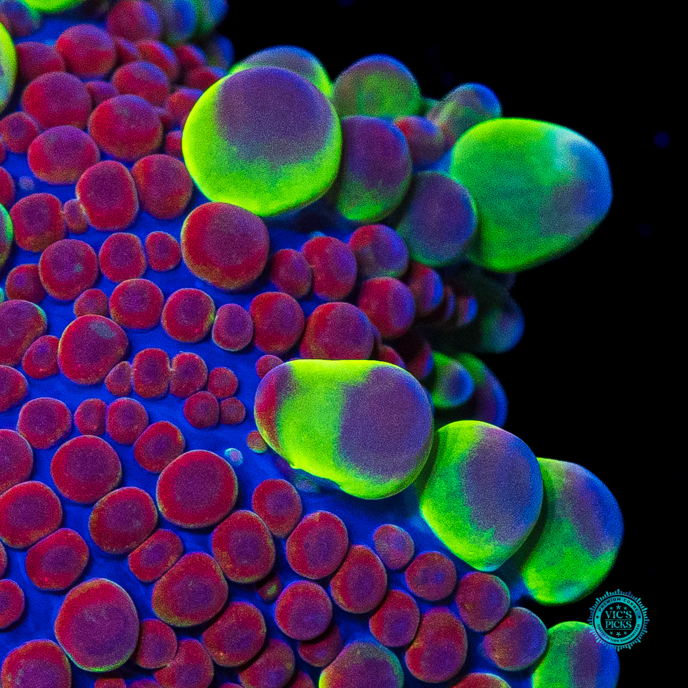 Very Berry Bubbly Yuma Mushroom