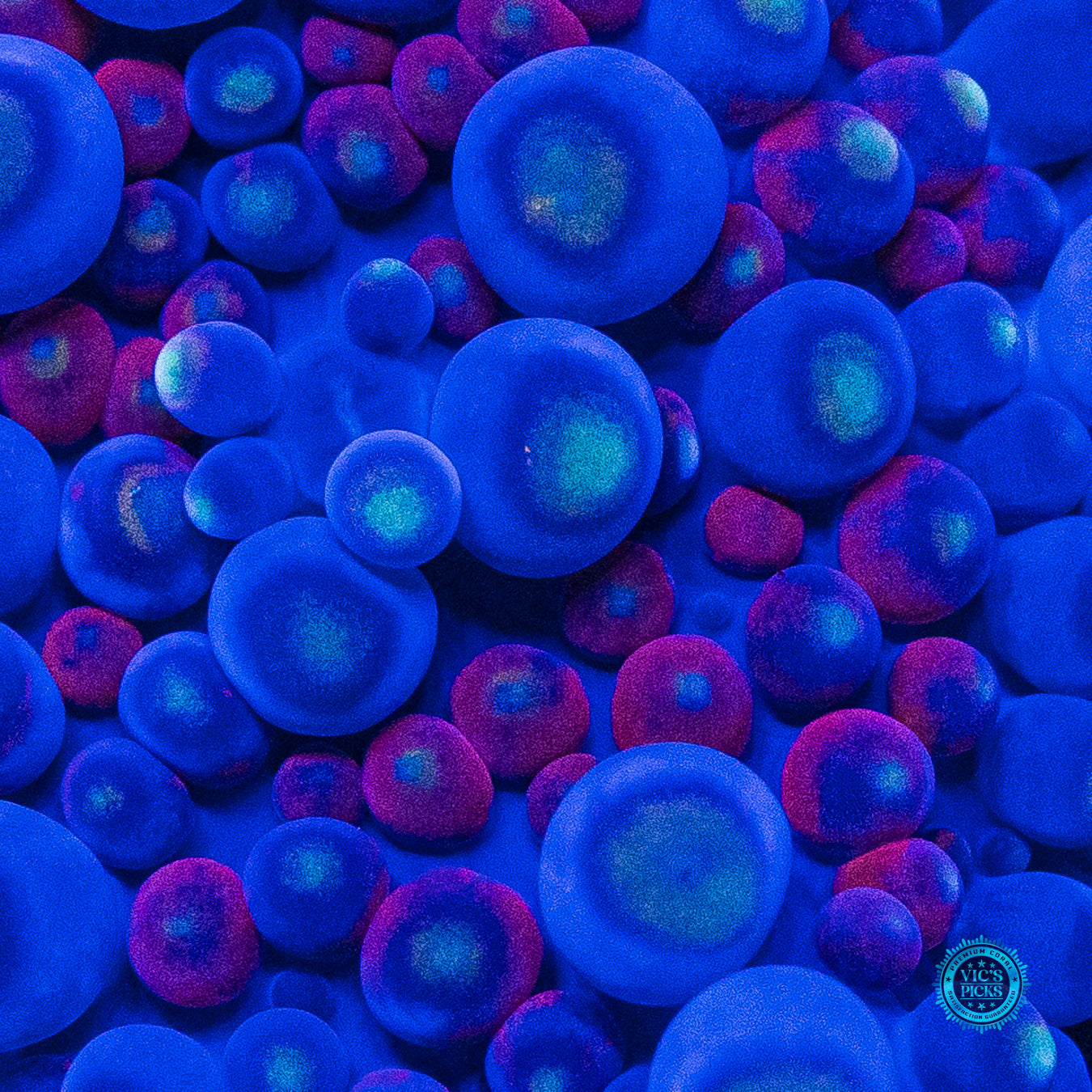 Blueberry Boba Tea Yuma Mushroom