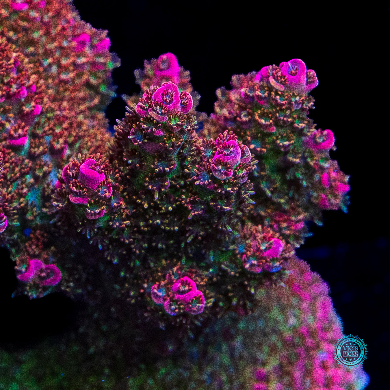 WWC Jello Shot Acropora
