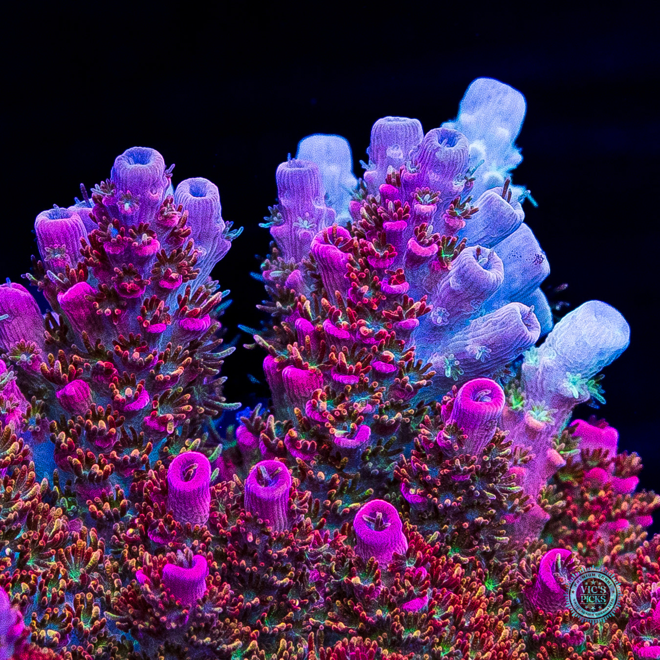 WWC Jello Shot Acropora