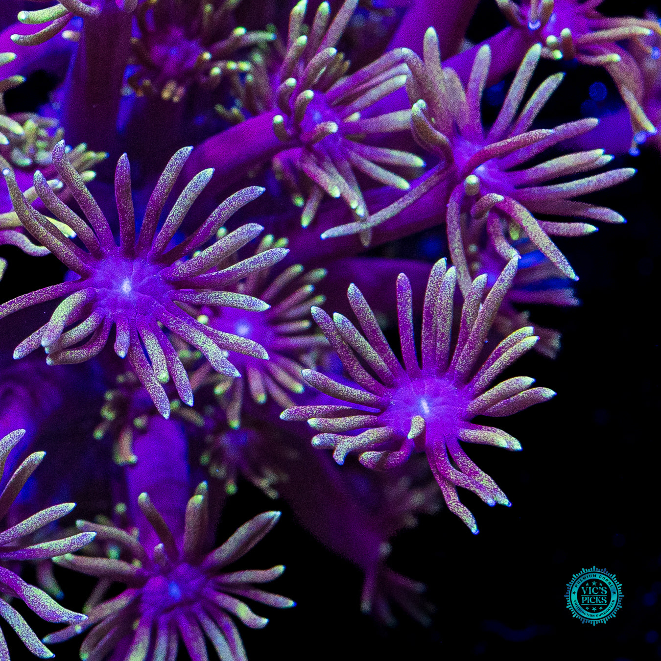 Purped Up Goniopora
