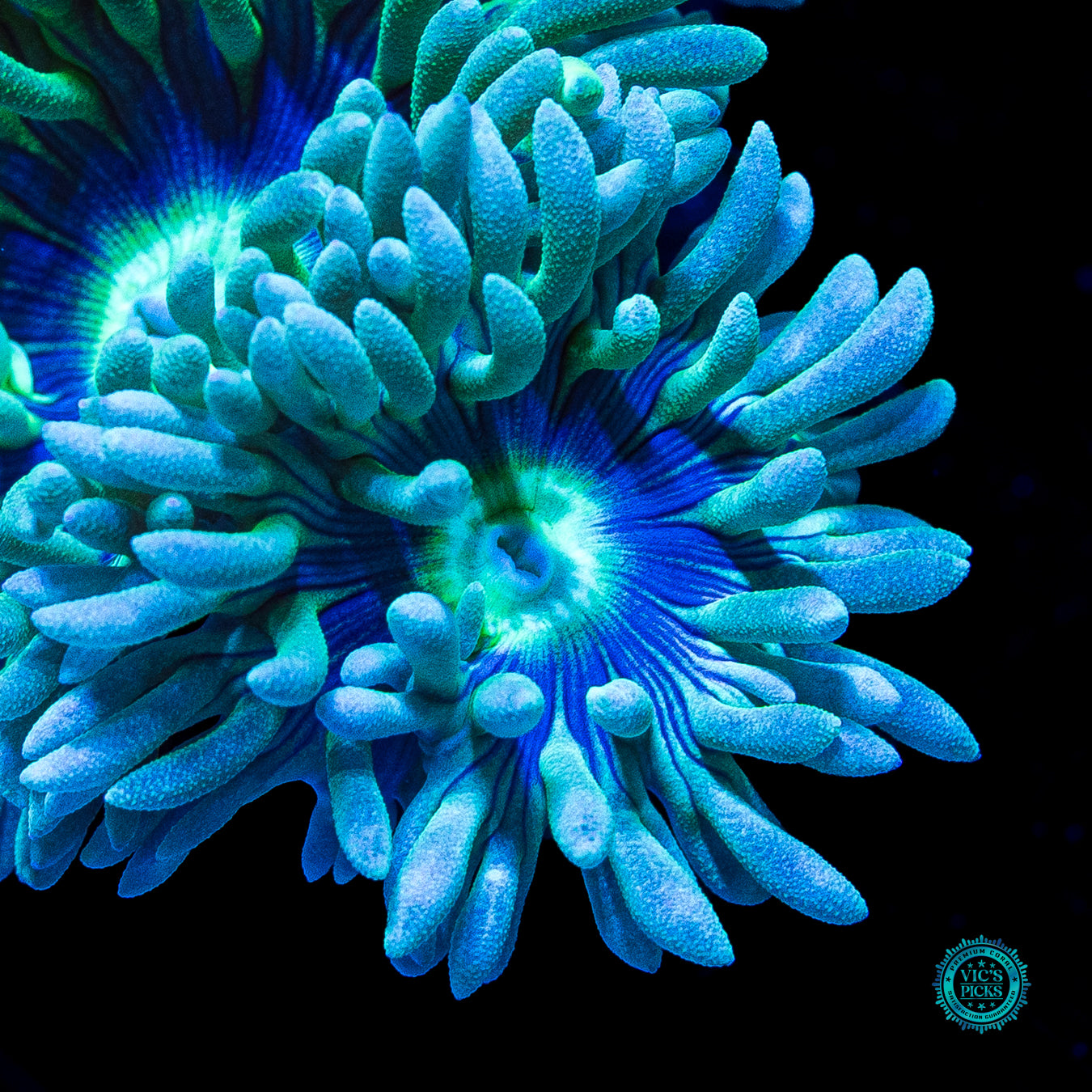 WWC Sapphire Halo Duncan
