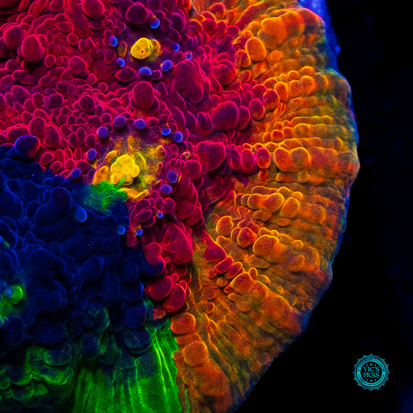 Reefco Taste of Rainbow Chalice