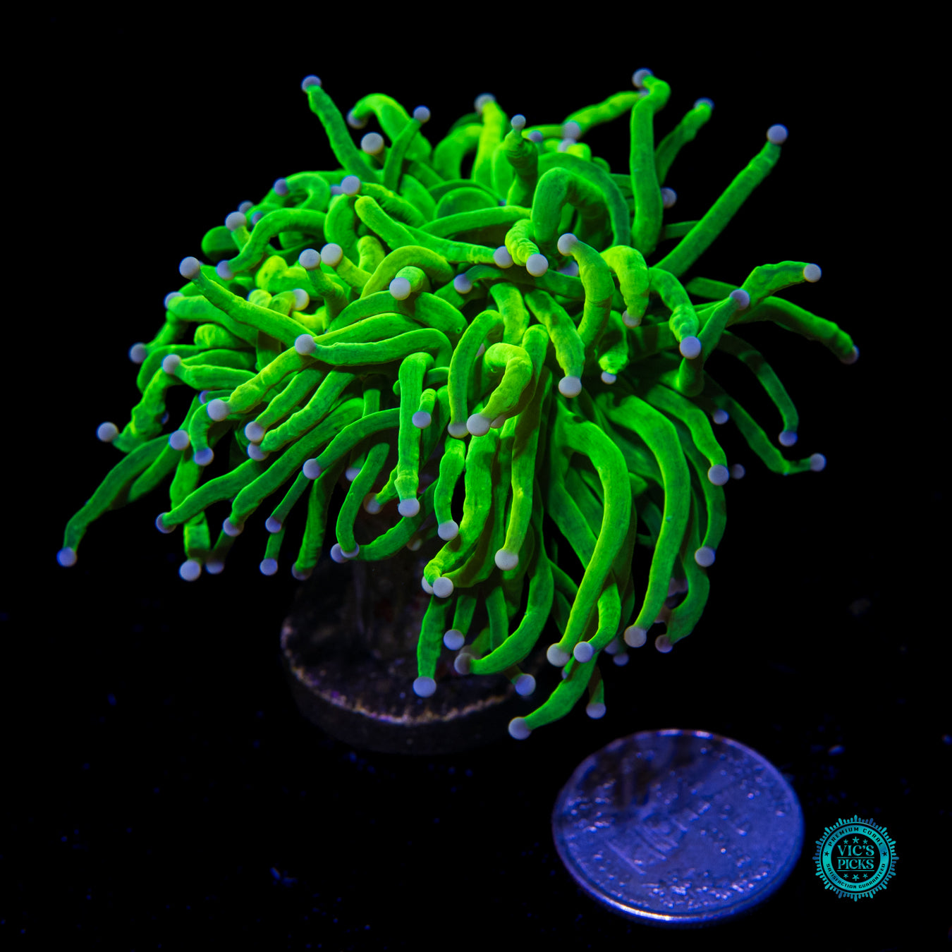 Collector's High End Torch Pack