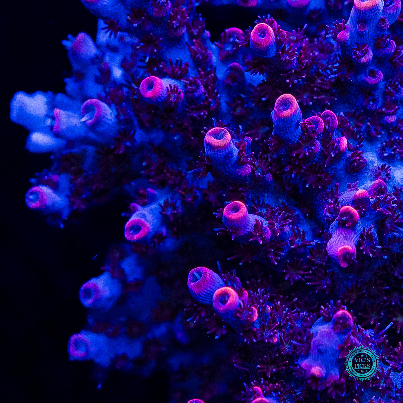 WWC Man of Steel Acropora