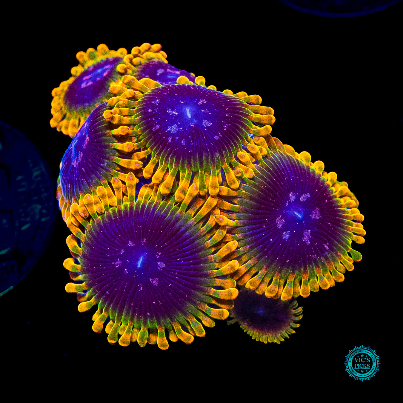 Jason Fox Acid Reflux Zoanthids