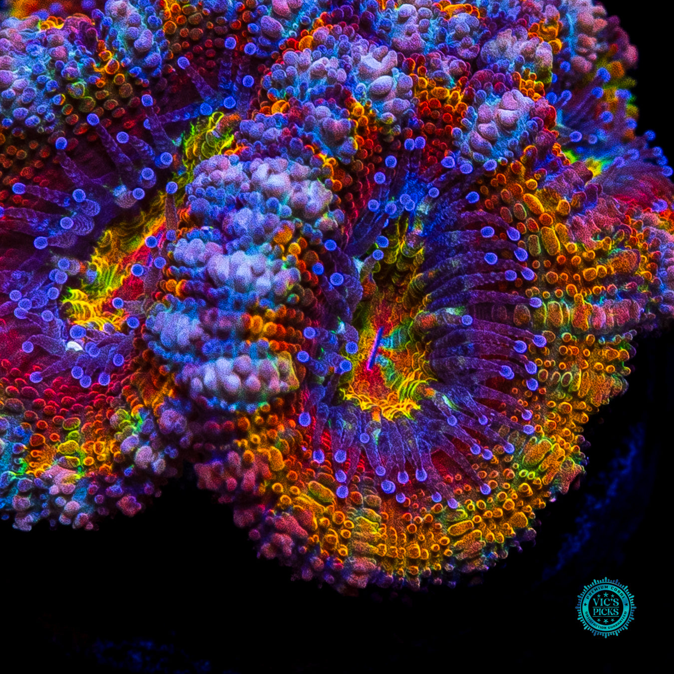 Soul Stone Aussie Lord