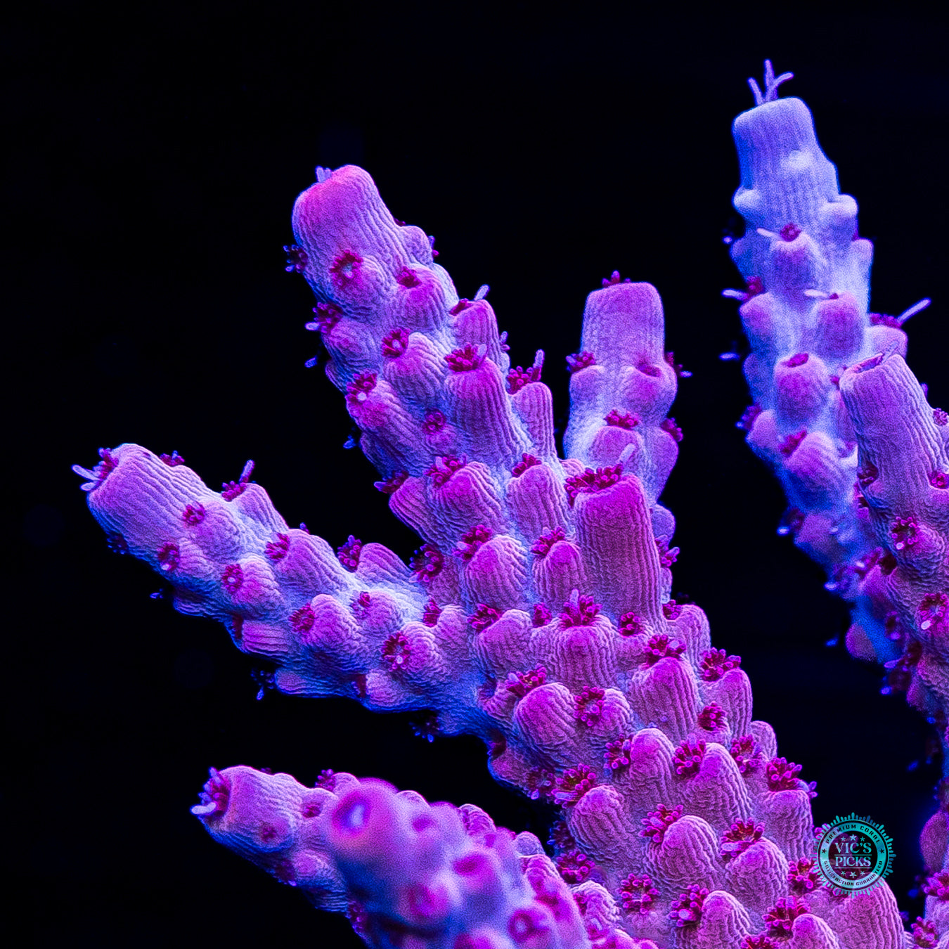 CB Beast Mode Acropora
