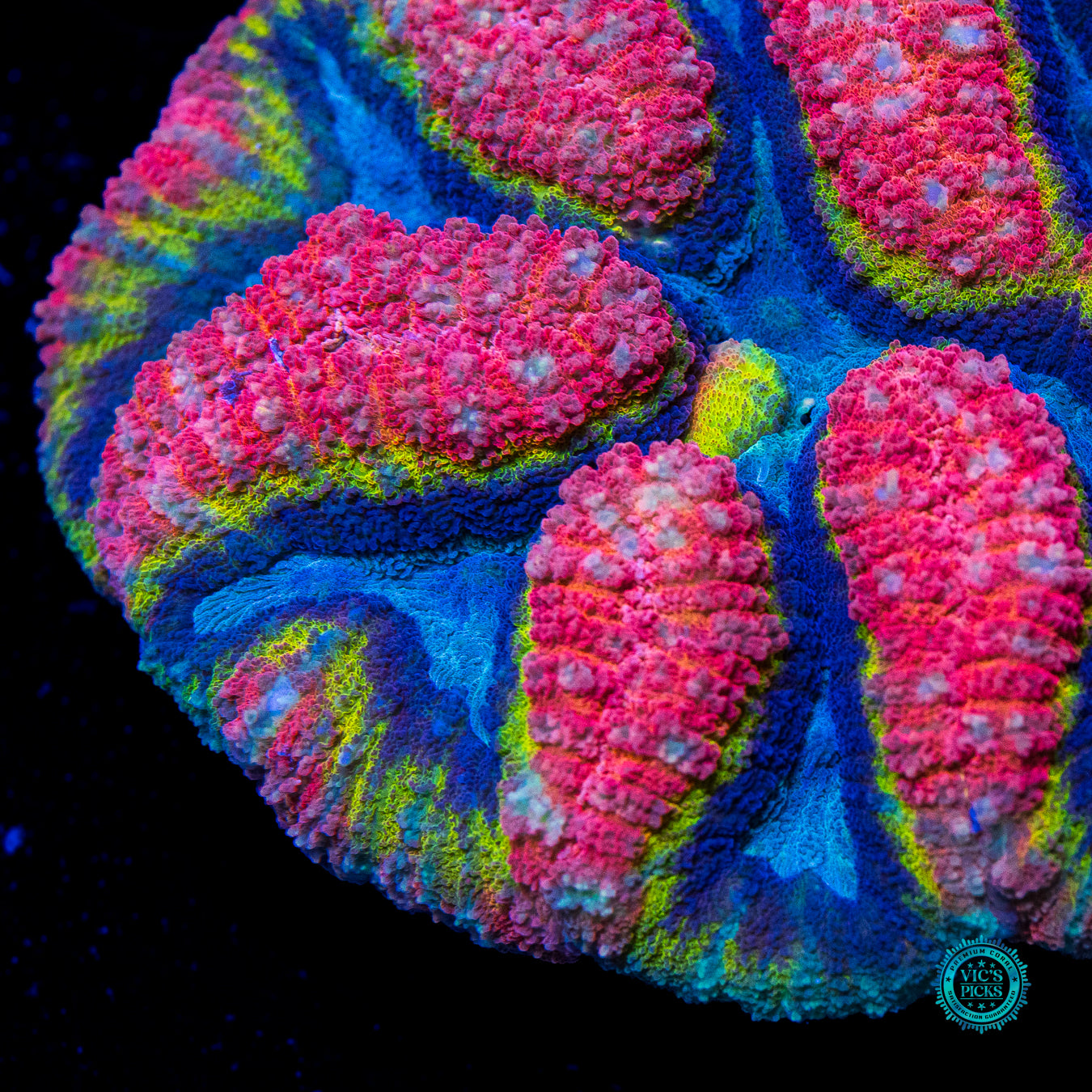 Noble Elements Symphyllia