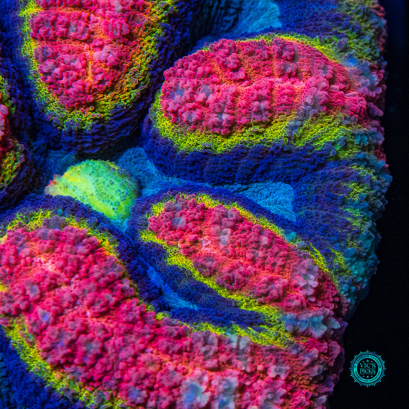 Noble Elements Symphyllia