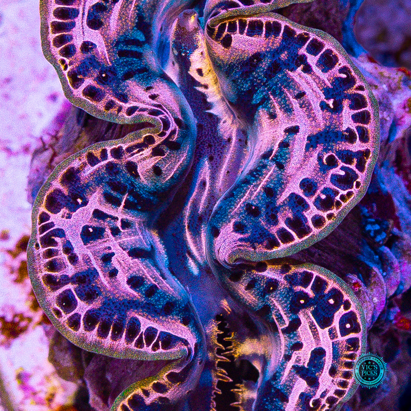 Metal Head Maxima Clam