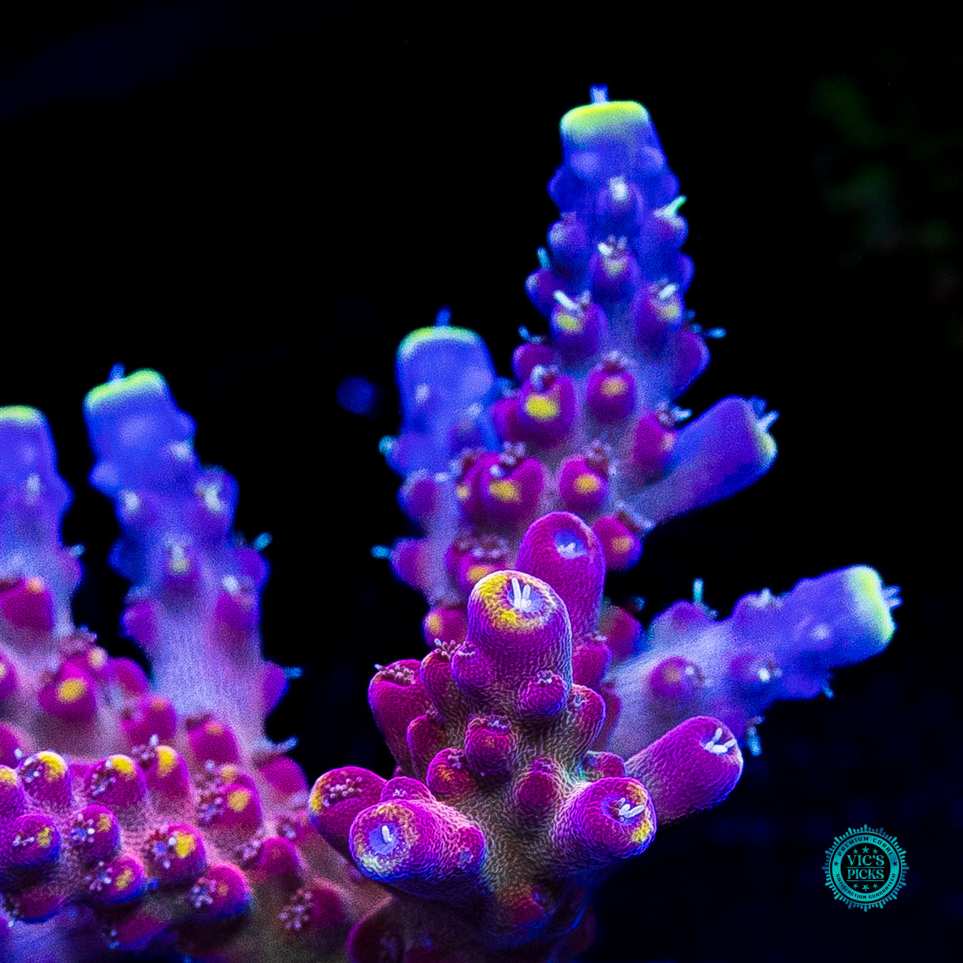 Bali Shortcake Acropora