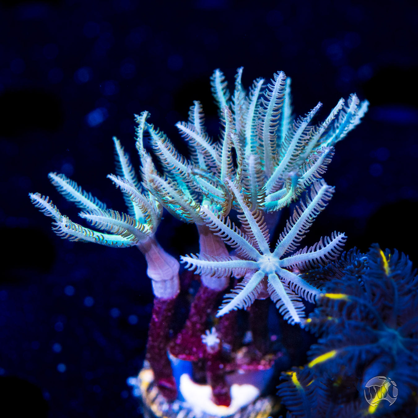 Green Shaggy Pipe Organ Coral