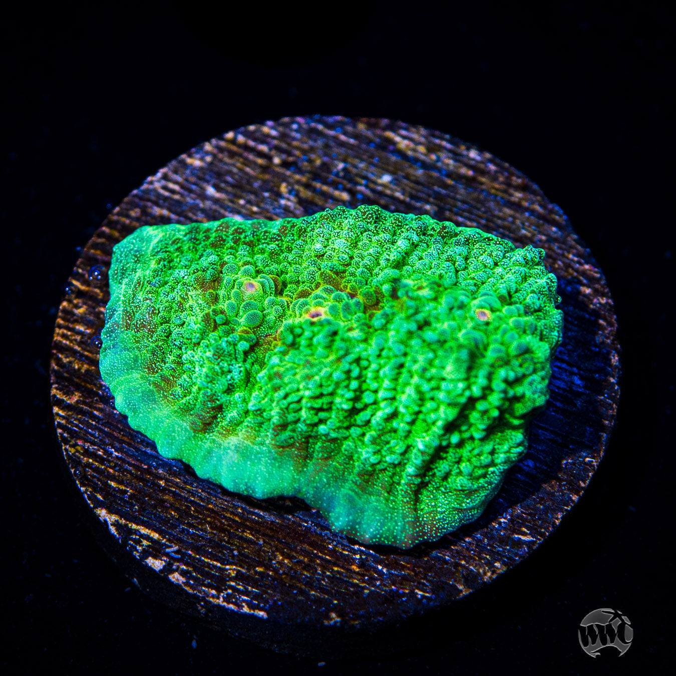 WWC Mint Drip Mycedium Chalice Coral