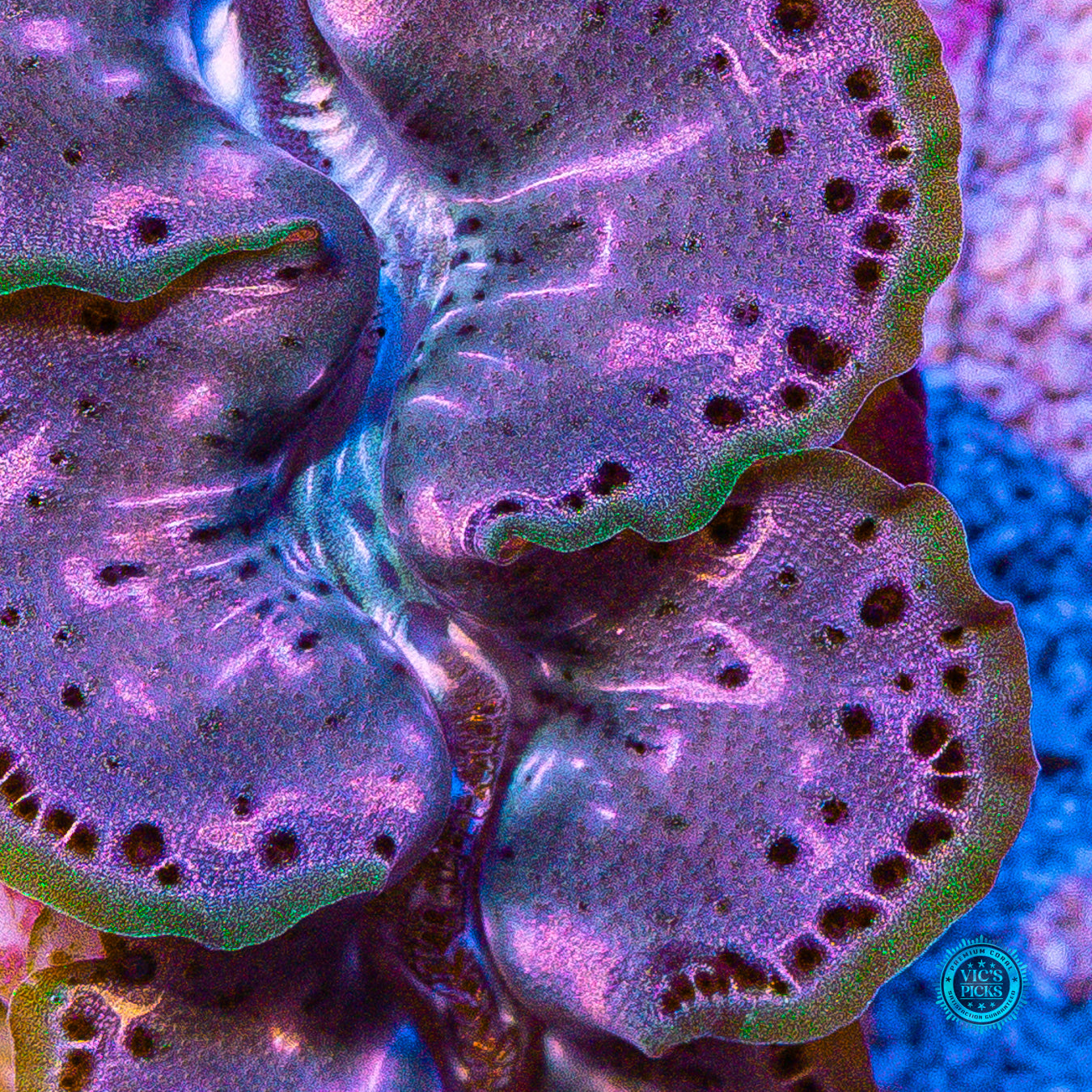 Bronze Age Maxima Clam
