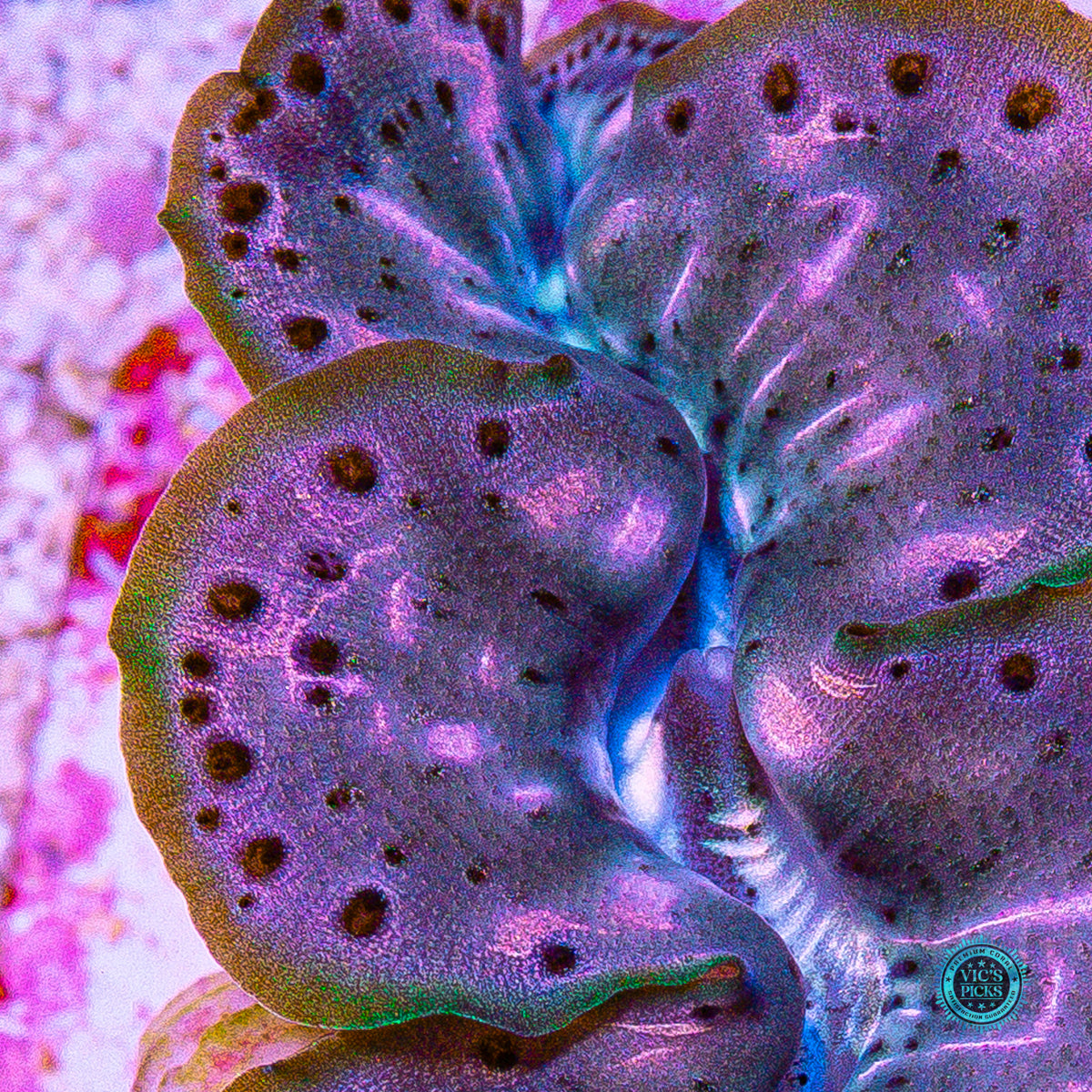 Bronze Age Maxima Clam
