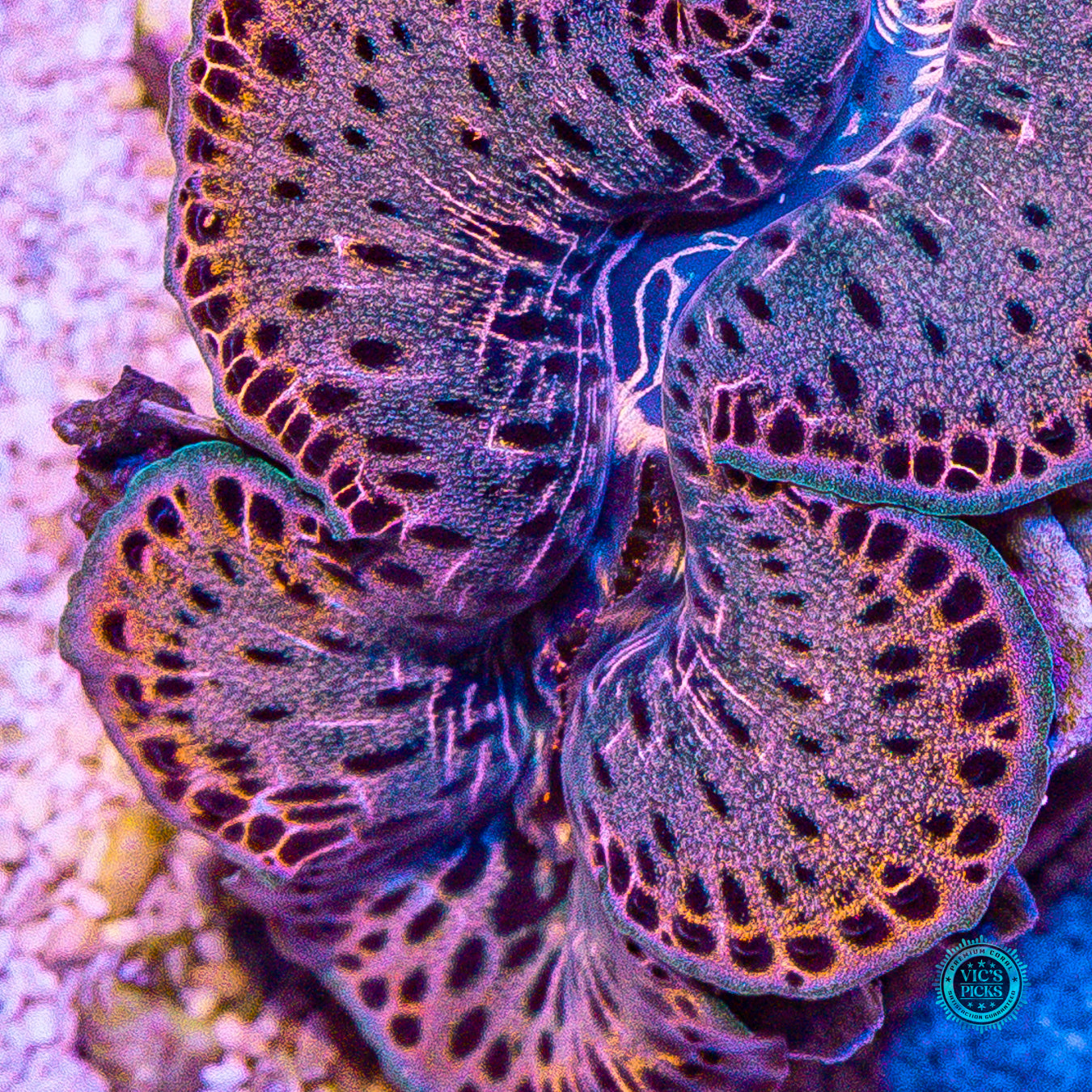 Leopard Print Maxima Clam
