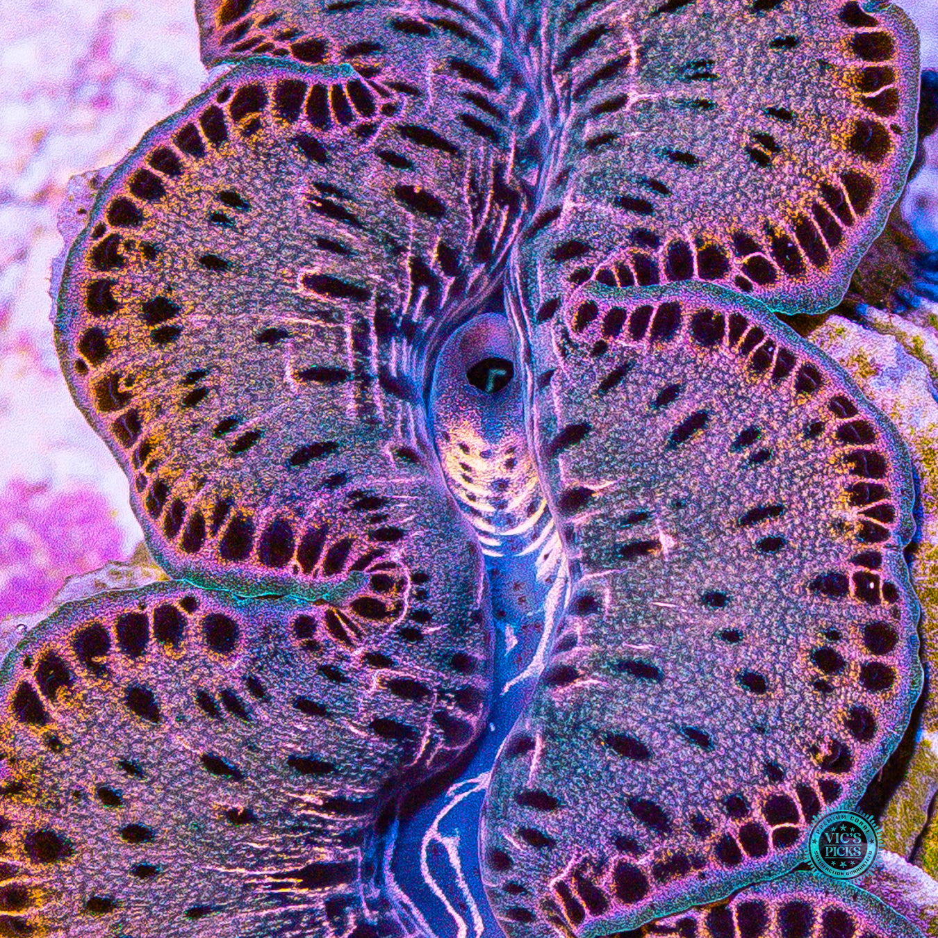 Leopard Print Maxima Clam