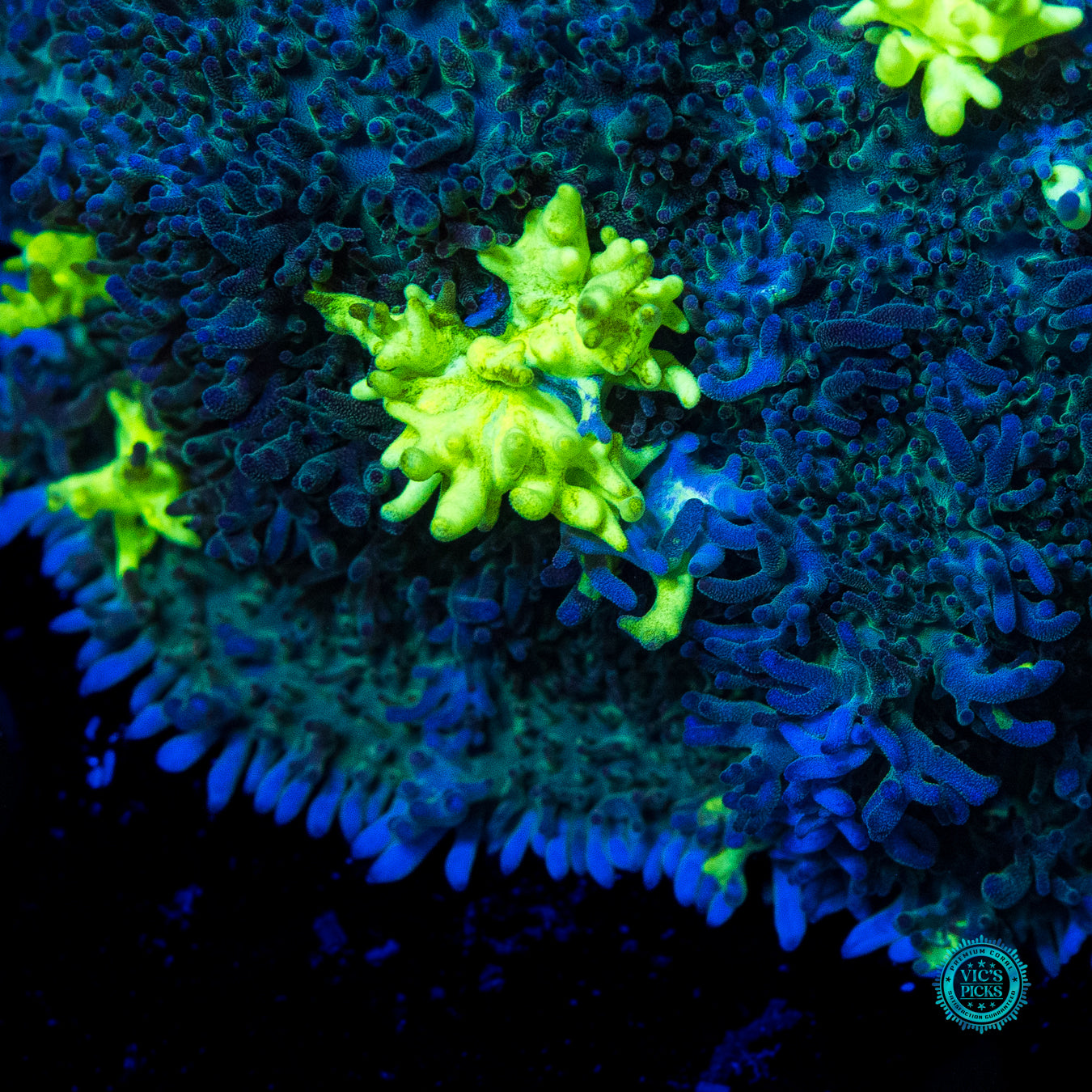 Neon Freon Carpet Mushroom