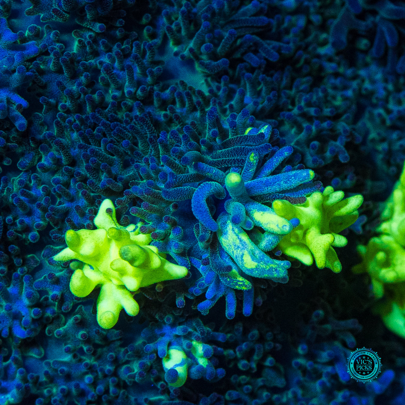 Neon Freon Carpet Mushroom