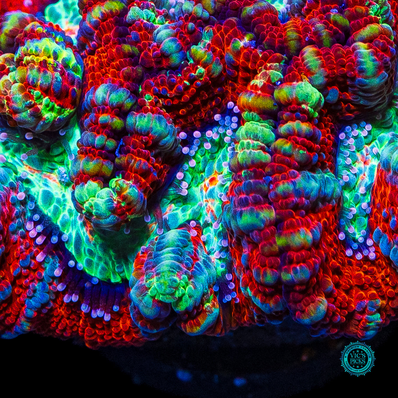 Tigers Blood Symphyllia Wilsoni