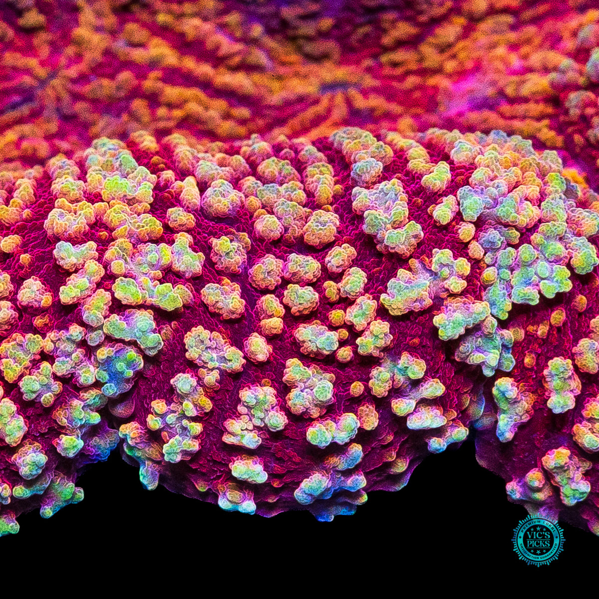 Peppermint Fire Lobophyllia