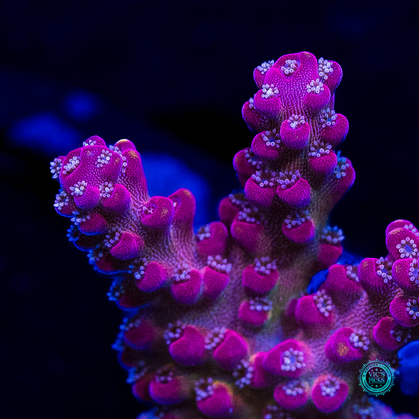 Bali Shortcake Acropora