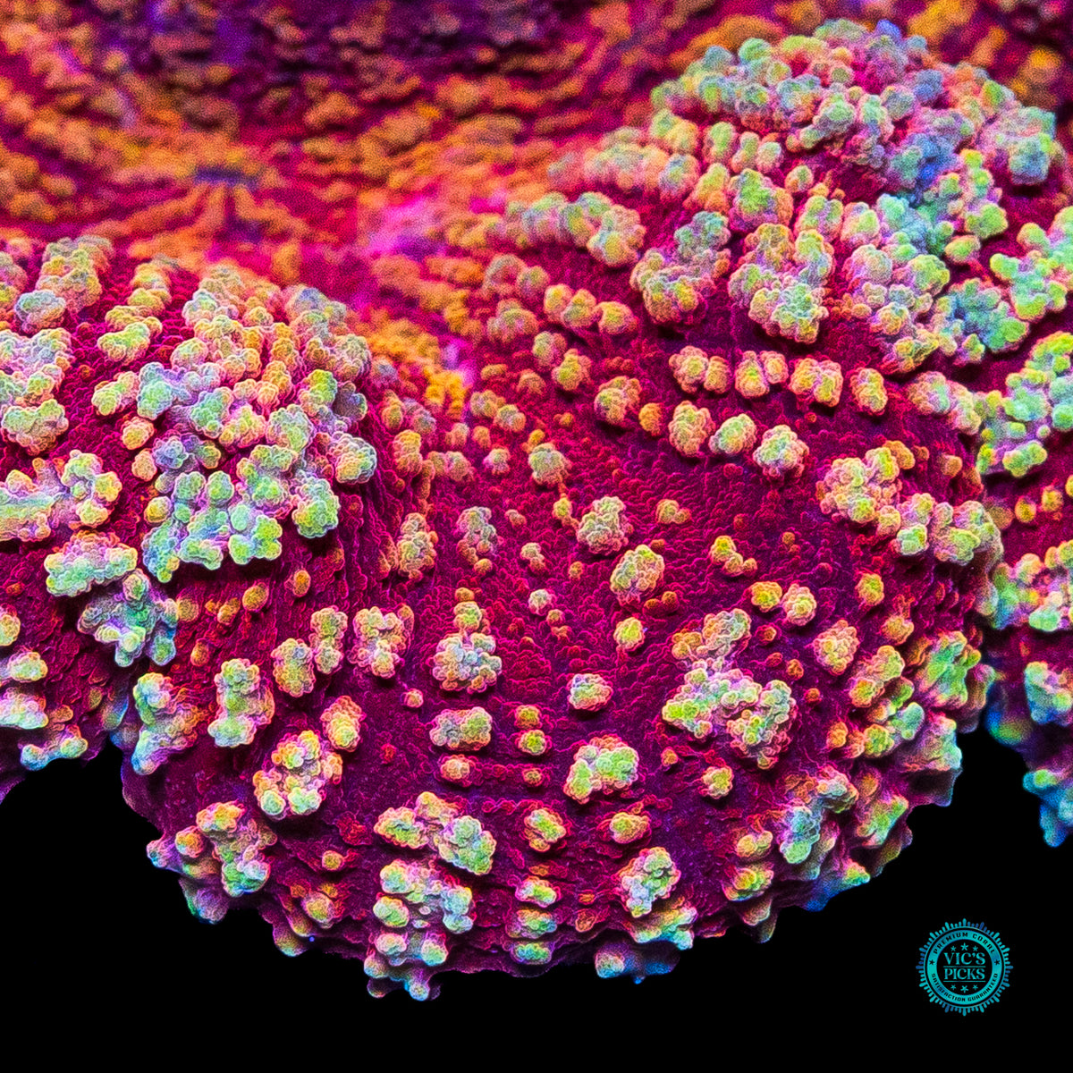 Peppermint Fire Lobophyllia