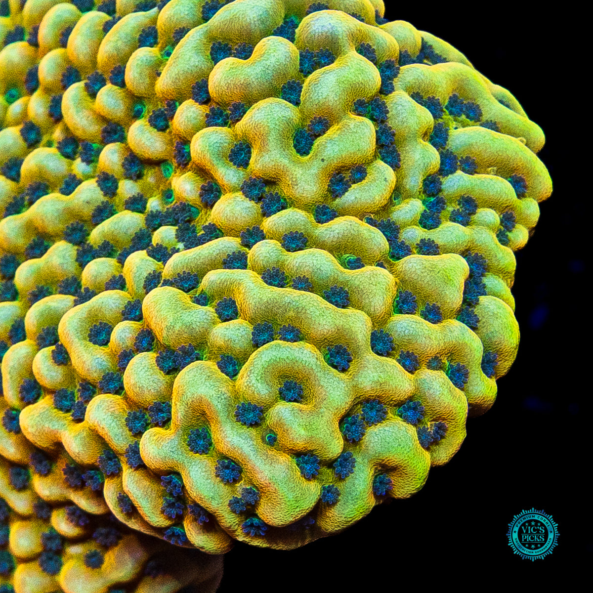 Jason Fox Beach Bum Montipora