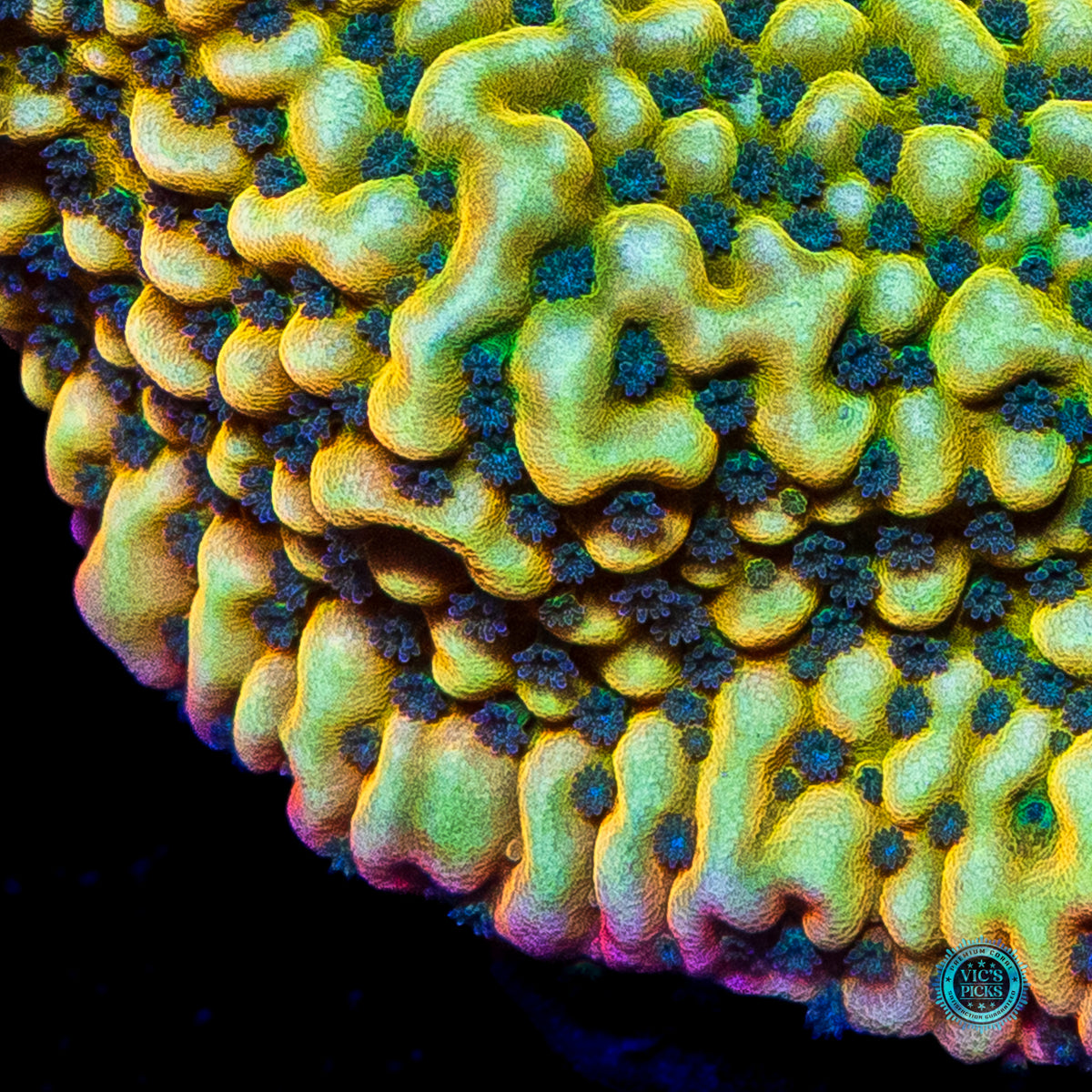 Jason Fox Beach Bum Montipora