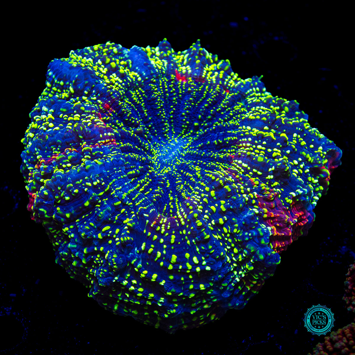 Emerald Galaxy Acanthophyllia