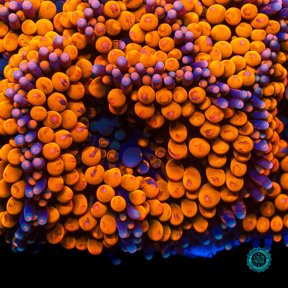 Rainbow Rim Ricordea Mushroom