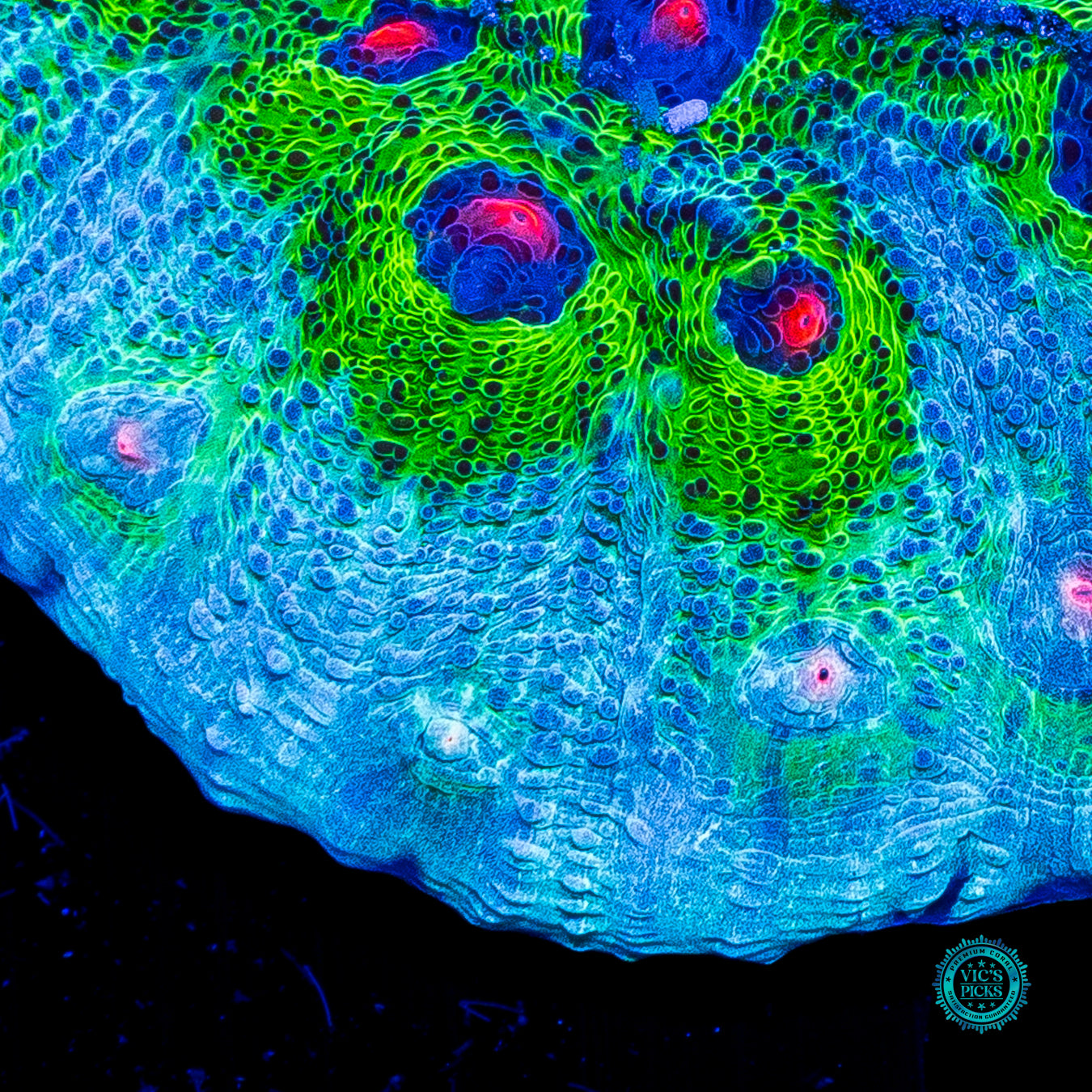 WWC Avatar Mycedium Chalice
