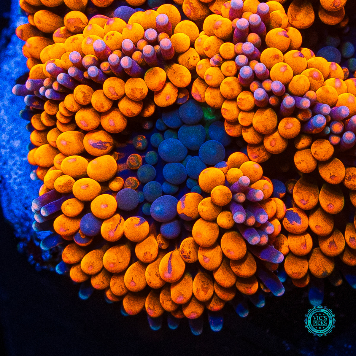 Rainbow Rim Ricordea Mushroom
